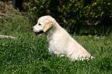 GOLDEN RETRIEVER 1093